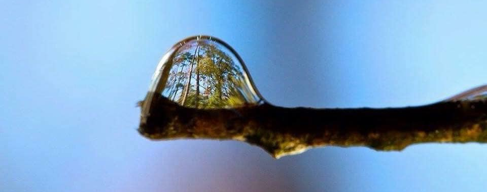 A clear water drop on a branch reflecting a forest and blue sky.